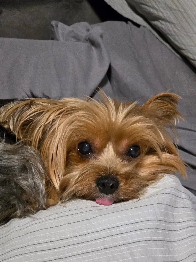 Kyra resting on a blanket