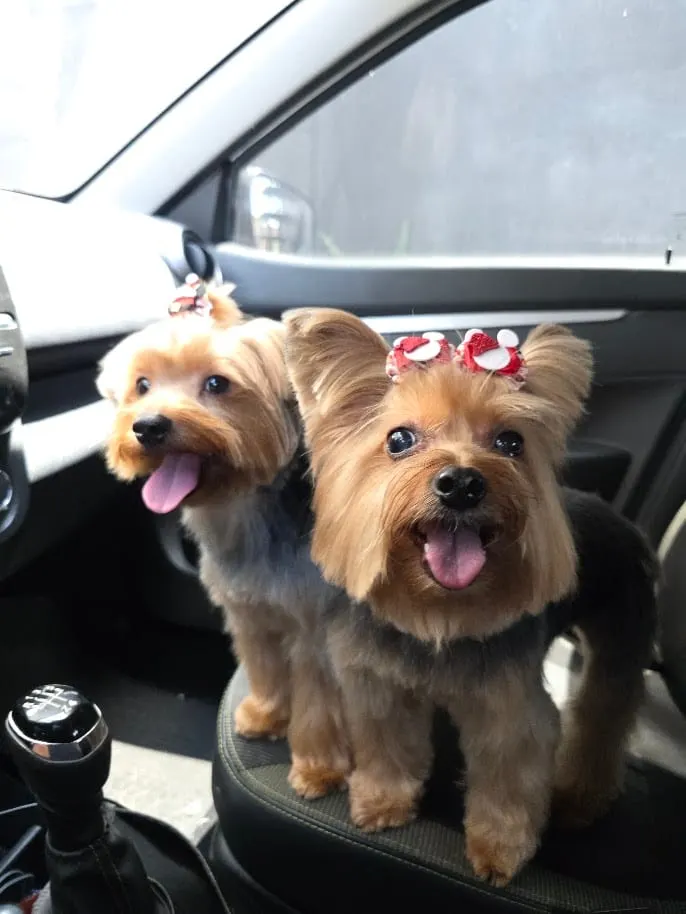 Kyra and Laika with red bows, side by side in the car