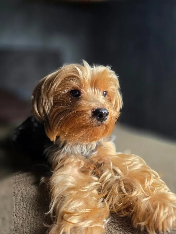 Portrait of Laika in soft light