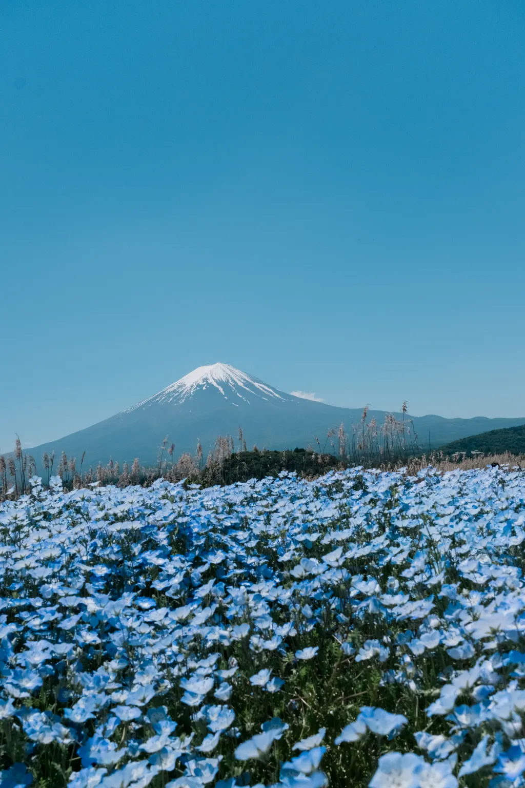 Mount Fuji over a field of blue nemophila