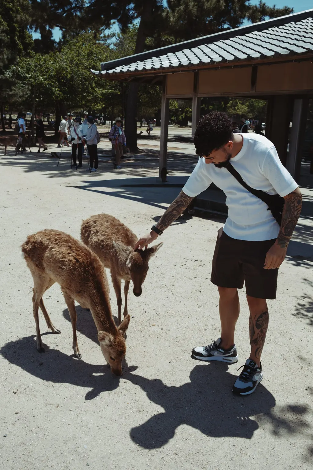 Feeding the deer in Nara park